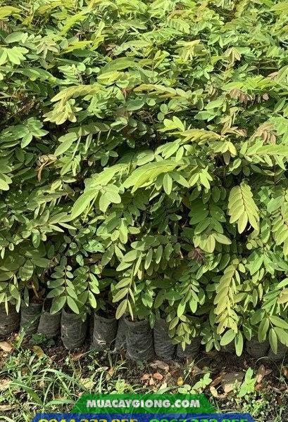Cây giống muồng đen lấy gỗ (muồng xiêm)