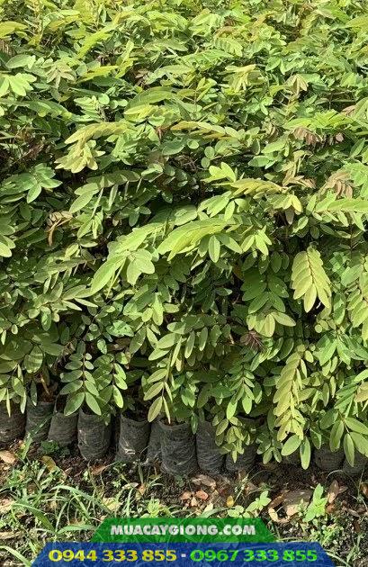 cay_giong_muong_den Cây giống muồng đen lấy gỗ (muồng xiêm) - Ảnh 1