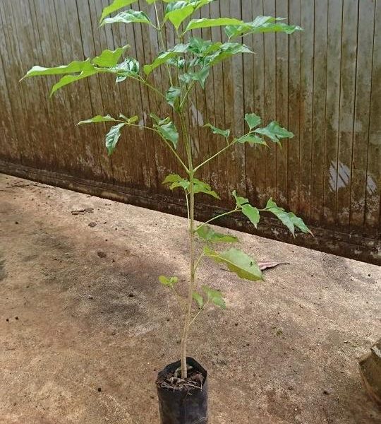 Giống cây núc nác rừng lá nhỏ
