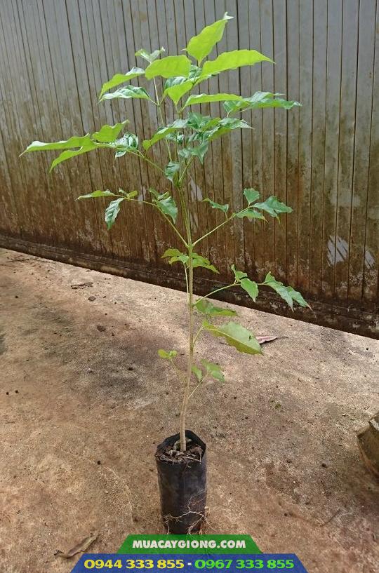 cay_giong_nuc_nac Giống cây núc nác rừng lá nhỏ - Ảnh 1
