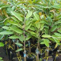 Cây giống sầu riêng thái dona monthong