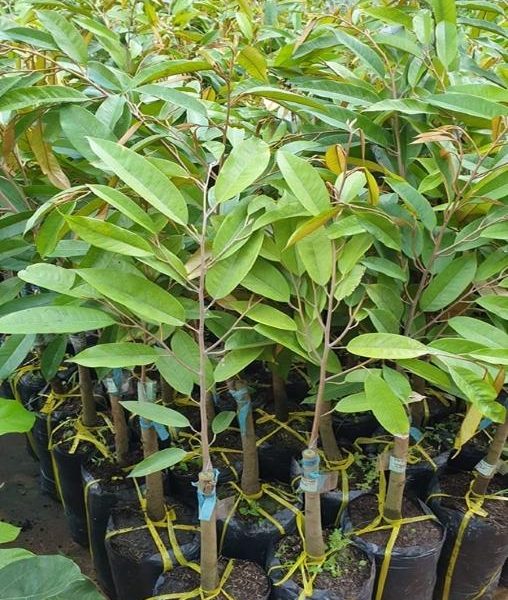 Cây giống sầu riêng thái dona monthong