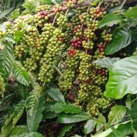 Giống cà phê TR9 (Giống cao sản viện Eakmat tuyển chọn)