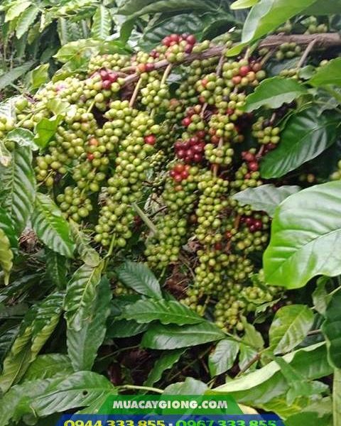 Giống cà phê TR9 (Giống cao sản viện Eakmat tuyển chọn)