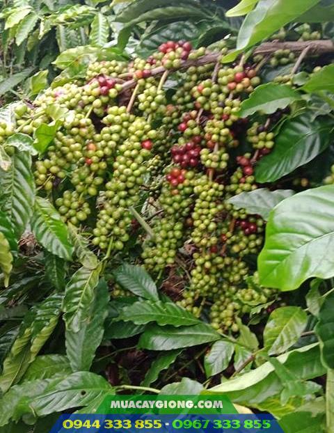giong_ca_phe_tr9 Giống cà phê TR9 (Giống cao sản viện Eakmat tuyển chọn)