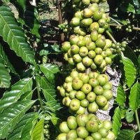 Cây giống cà phê thực sinh TRS1 (Cà phê vối lai cao sản viện Eakmat)