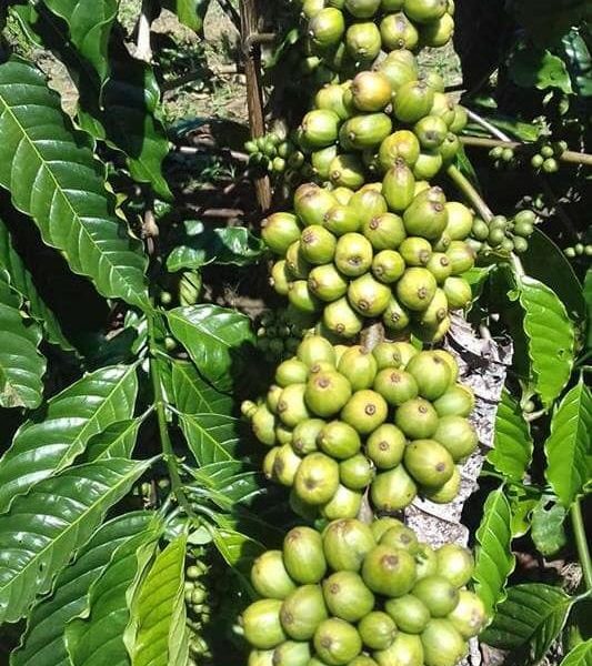 Cây giống cà phê thực sinh TRS1 (Cà phê vối lai cao sản viện Eakmat)