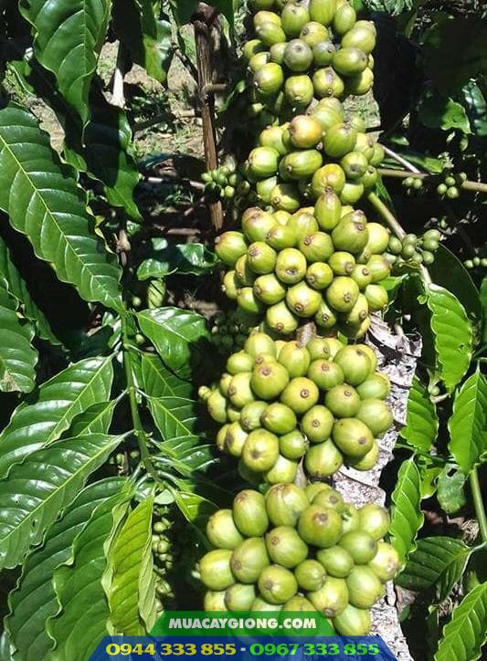 giong_ca_phe_trs1_voi_lai_cao_san Cây giống cà phê thực sinh TRS1 (Cà phê vối lai cao sản viện Eakmat)