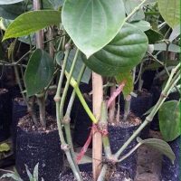 Cây giống tiêu ác (vĩnh linh, srilanka, tiêu trâu...)