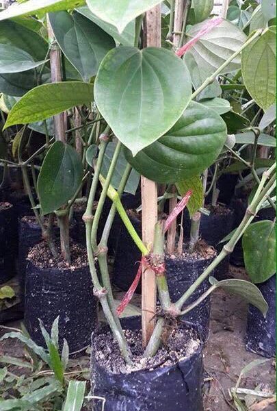 Cây giống tiêu ác (vĩnh linh, srilanka, tiêu trâu...)