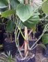 Cây giống tiêu ác (vĩnh linh, srilanka, tiêu trâu...)