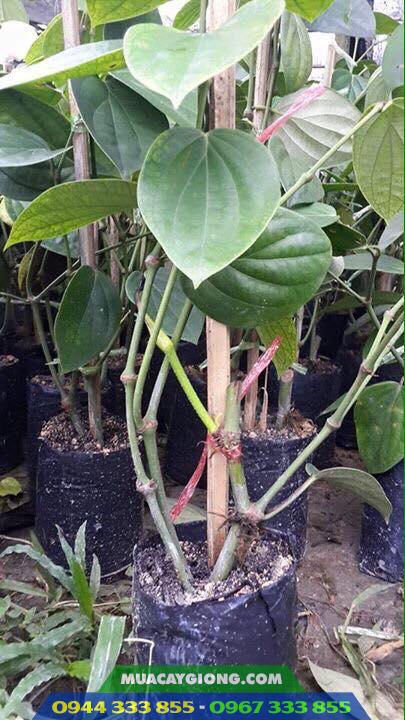 Cây giống tiêu ác (vĩnh linh, srilanka, tiêu trâu...) Cây giống tiêu ác (vĩnh linh, srilanka, tiêu trâu...)