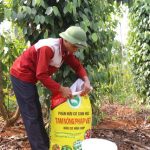 Chia sẻ kinh nghiệm bón phân cho cây hồ tiêu
