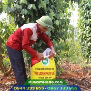 Chia sẻ kinh nghiệm bón phân cho cây hồ tiêu