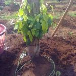 Kỹ thuật đôn dây tiêu lươn