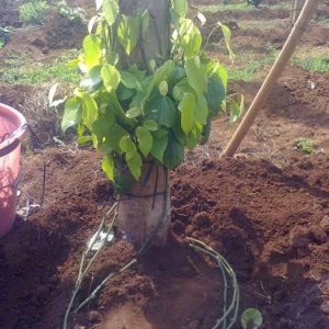 Kỹ thuật đôn dây tiêu lươn