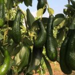 Kỹ thuật trồng bơ sáp 034