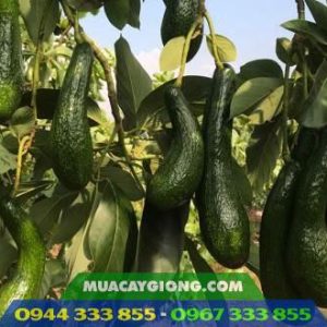 Kỹ thuật trồng bơ sáp 034