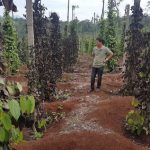 Tìm hiểu bệnh tiêu chết nhanh