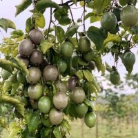 Giống chanh dây Đài Nông 1