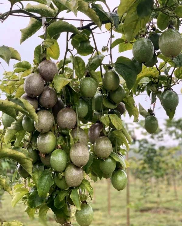 chanh_day_dai_nong_1_nafoods Giống chanh dây Đài Nông 1