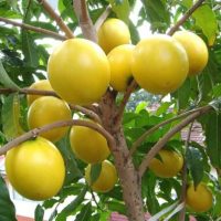 Cây vú sữa hoàng kim