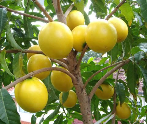 cay_vu_sua_hoang_kim Cây vú sữa hoàng kim