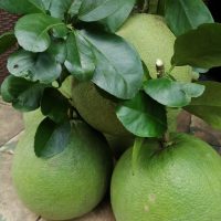 Bưởi da xanh ruột đỏ không hạt