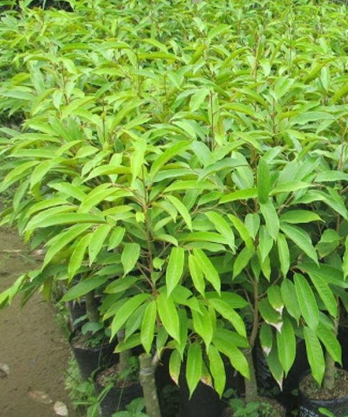 Cây giống sầu riêng Musang King