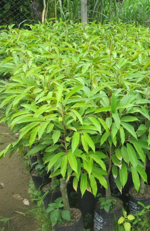 Cây giống sầu riêng Musang King Cây giống sầu riêng Musang King