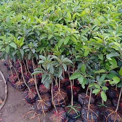 cay_giong_hong_xiem_xoai_thai_lan Cây giống hồng xiêm xoài thái lan (sa-pô-chê xoài)