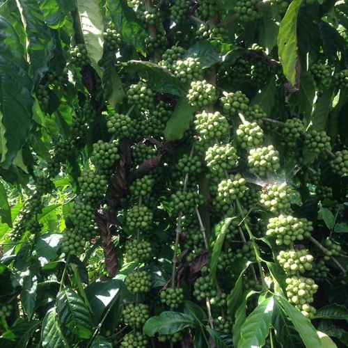 giong_ca_phe_day_thuan_an Giống cà phê dây thuận an