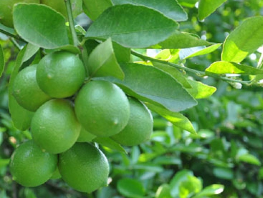 giong_chanh_khong_hat_trai_chum Giống chanh không hạt trái chùm