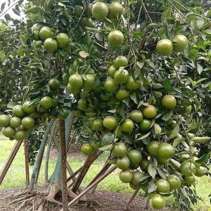 giong_cay_quyt_duong_quyt_ngot Giống cây quýt đường (quýt ngọt)