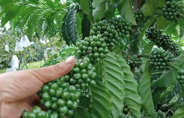 Giống cà phê Thiện Trường