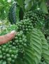 Giống cà phê Thiện Trường