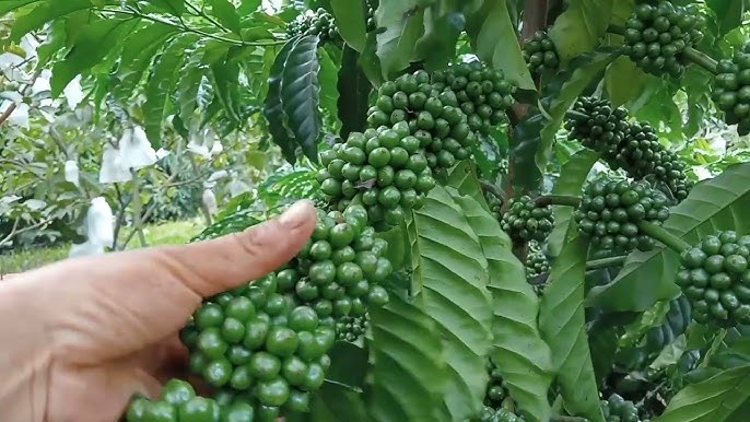 Giống cà phê Thiện Trường Giống cà phê Thiện Trường