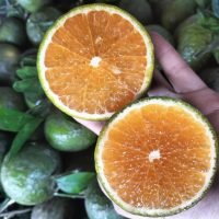 Giống cam sành thơm ngon, giá trị kinh tế cao