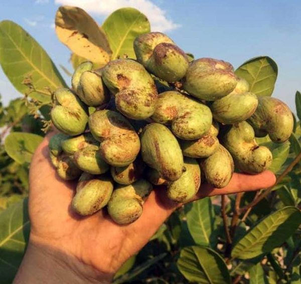 Cây giống điều AB29 cao sản