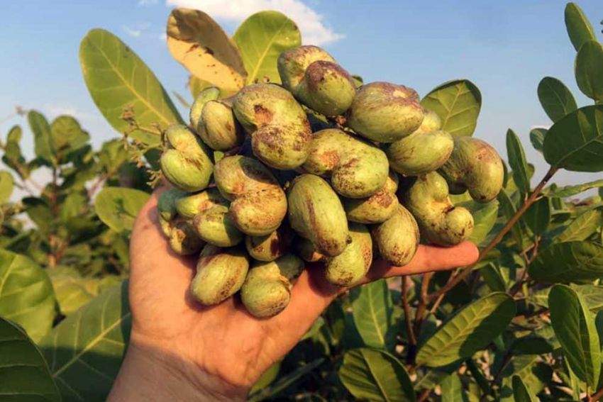 Giống điều trái chùm (AB29, PN1, AB0508) Cây giống điều AB29 cao sản - Ảnh 1
