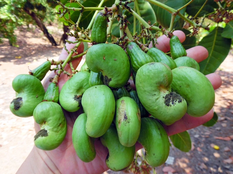 Giống điều PN1 trái chùm siêu năng suất Cây giống điều ghép PN1 - Ảnh 1