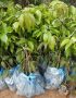 CÂY GIỐNG VẢI U HỒNG (VẢI U TRỨNG) CHIẾT