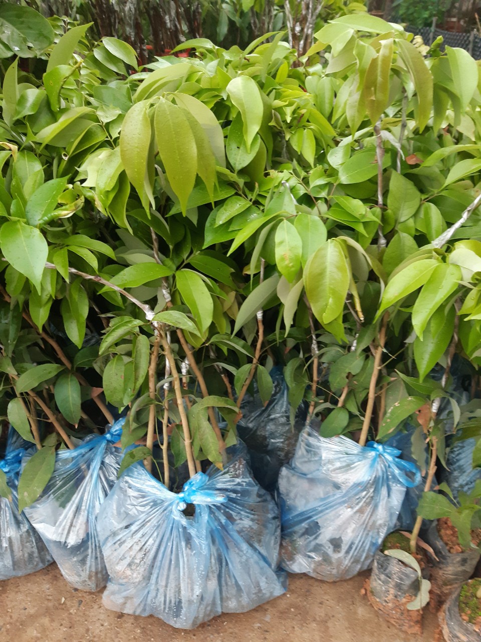 CÂY GIỐNG VẢI U HỒNG (VẢI U TRỨNG) CHIẾT CÂY GIỐNG VẢI U HỒNG (VẢI U TRỨNG) CHIẾT