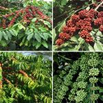 Thông tin về các giống cà phê Lâm Đồng