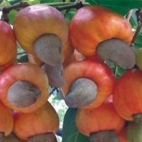 Giống điều AB0508 - Điều ghép cao sản