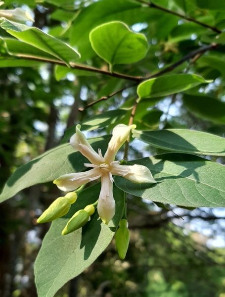 Cây lồng mức (Wrightia annamensis) còn gọi là cây thừng mực