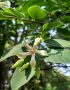 Cây lồng mức (Wrightia annamensis) còn gọi là cây thừng mực