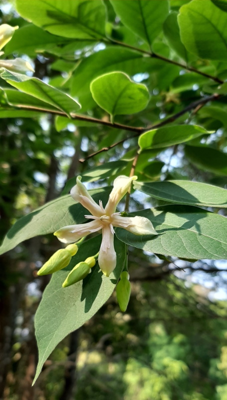 cay_long_muc_thung_muc_Wrightia_annamensis Cây lồng mức (Wrightia annamensis) còn gọi là cây thừng mực