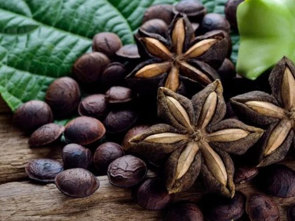 Cây sachi (Sacha Inchi) - Giống cây trồng mới tiềm năng
