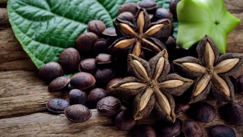 cay_sachi_sacha_inchi_giong_cay_trong_moi_tiem_nang Cây sachi (Sacha Inchi) - Giống cây trồng mới tiềm năng